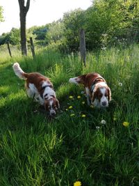 Suus en Zoe in het gras